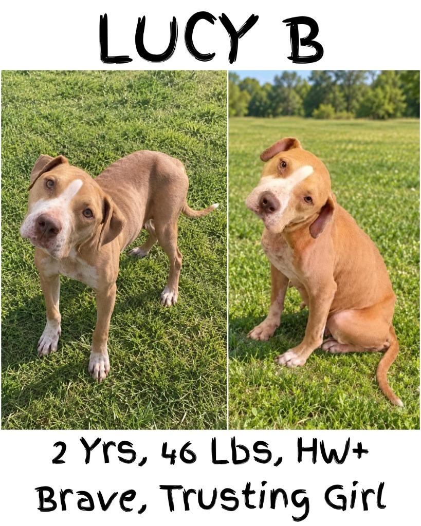 Enlarge Lucy B, a Adoptable mixed breed in Albany, GA image 4/6