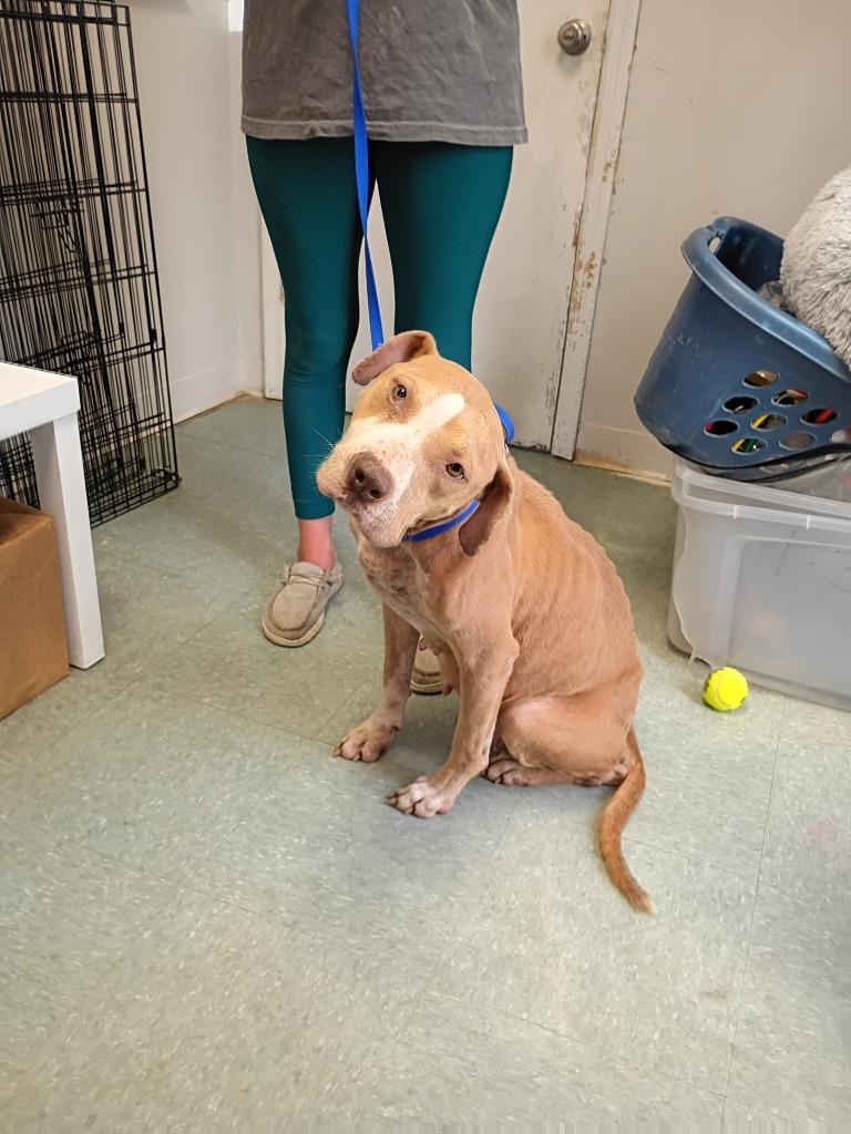 Enlarge Lucy B, a Adoptable mixed breed in Albany, GA image 5/6