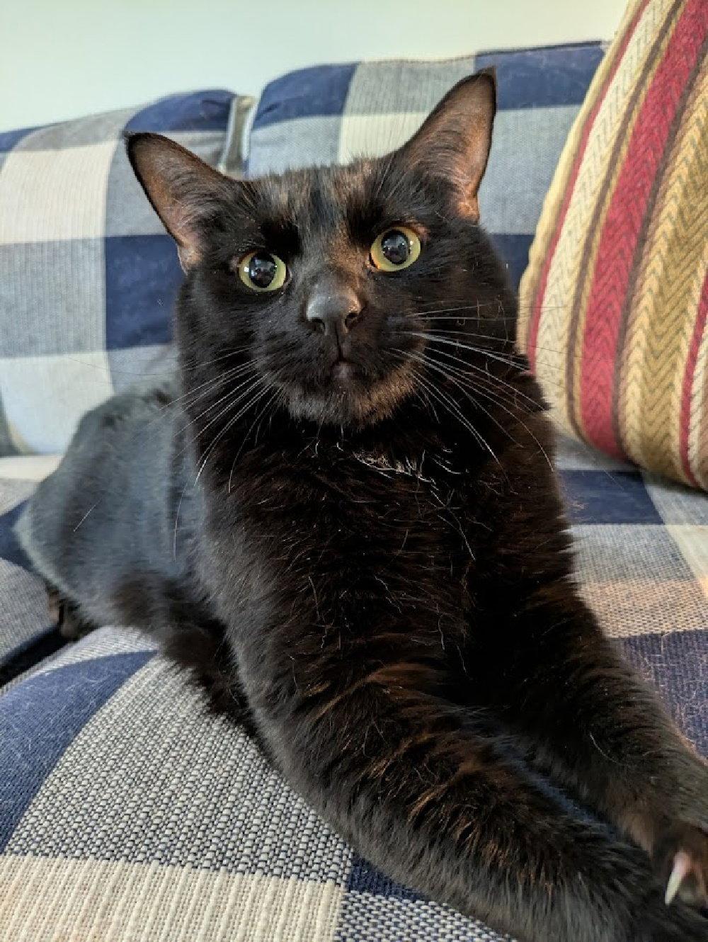 Howard, Adoptable, Adult Male Domestic Short Hair.