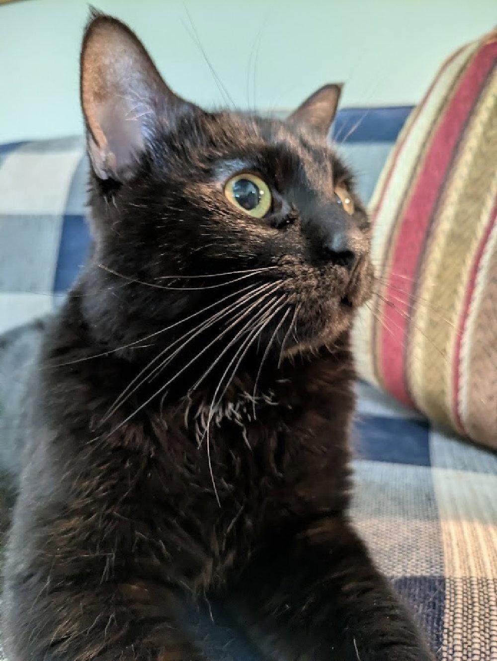 Enlarge Howard, a Adoptable Domestic Short Hair in South Saint Paul, MN image 2/3