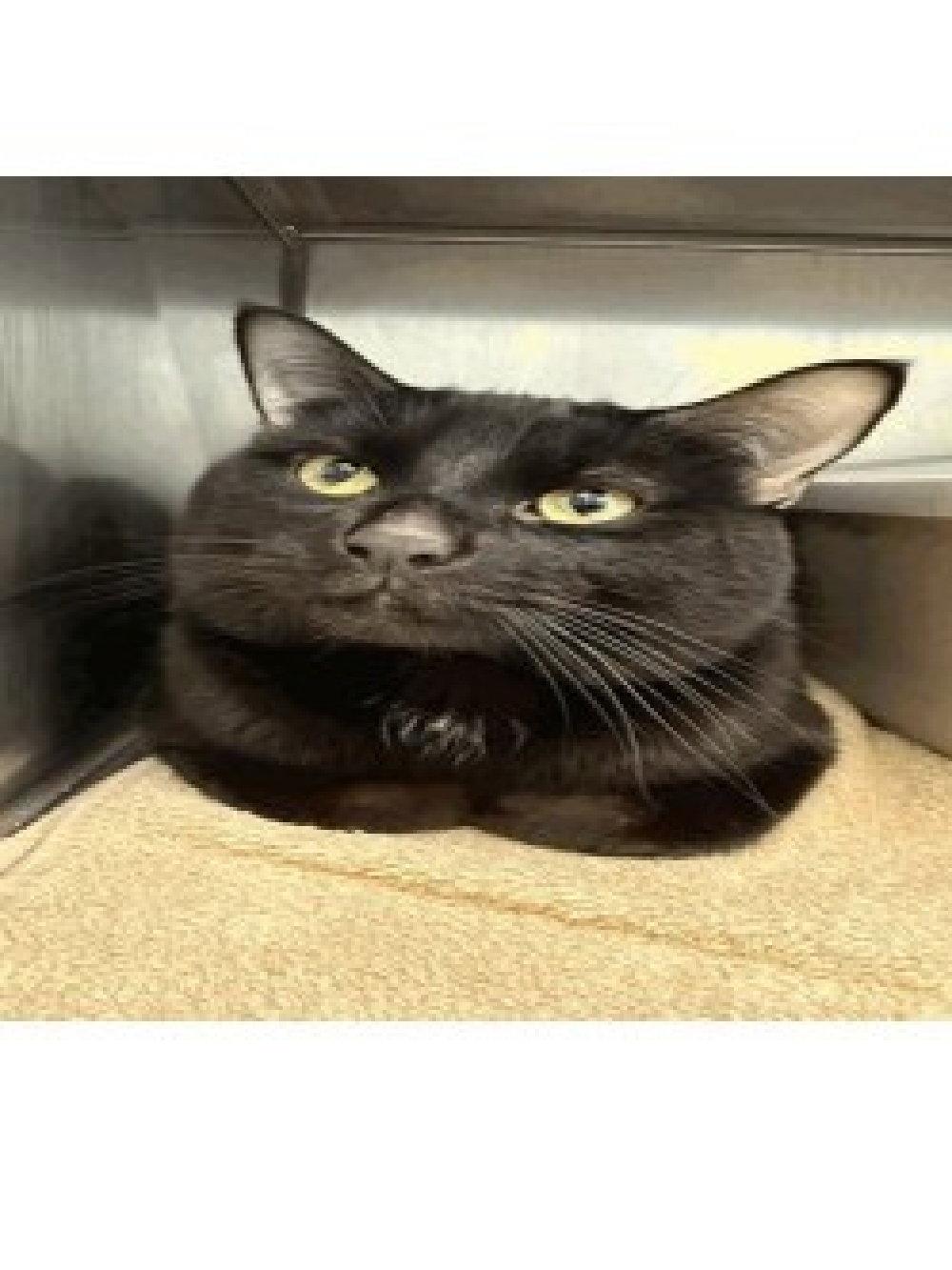 Enlarge Howard, a Adoptable Domestic Short Hair in South Saint Paul, MN image 1/1
