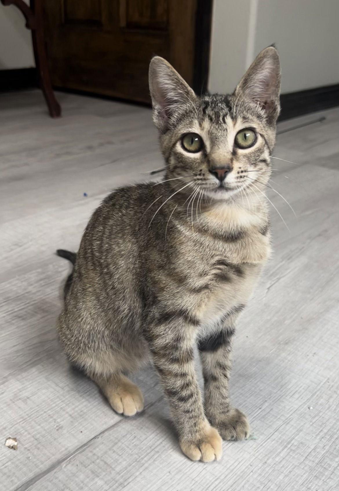 Ogami, Adoptable, Young Female Domestic Short Hair.