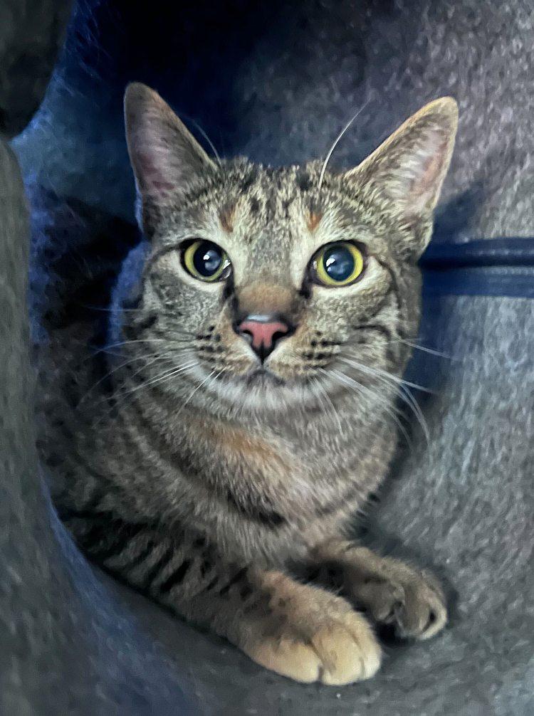 Ogami, a Adoptable Domestic Short Hair in Colorado Springs, CO image 2/2