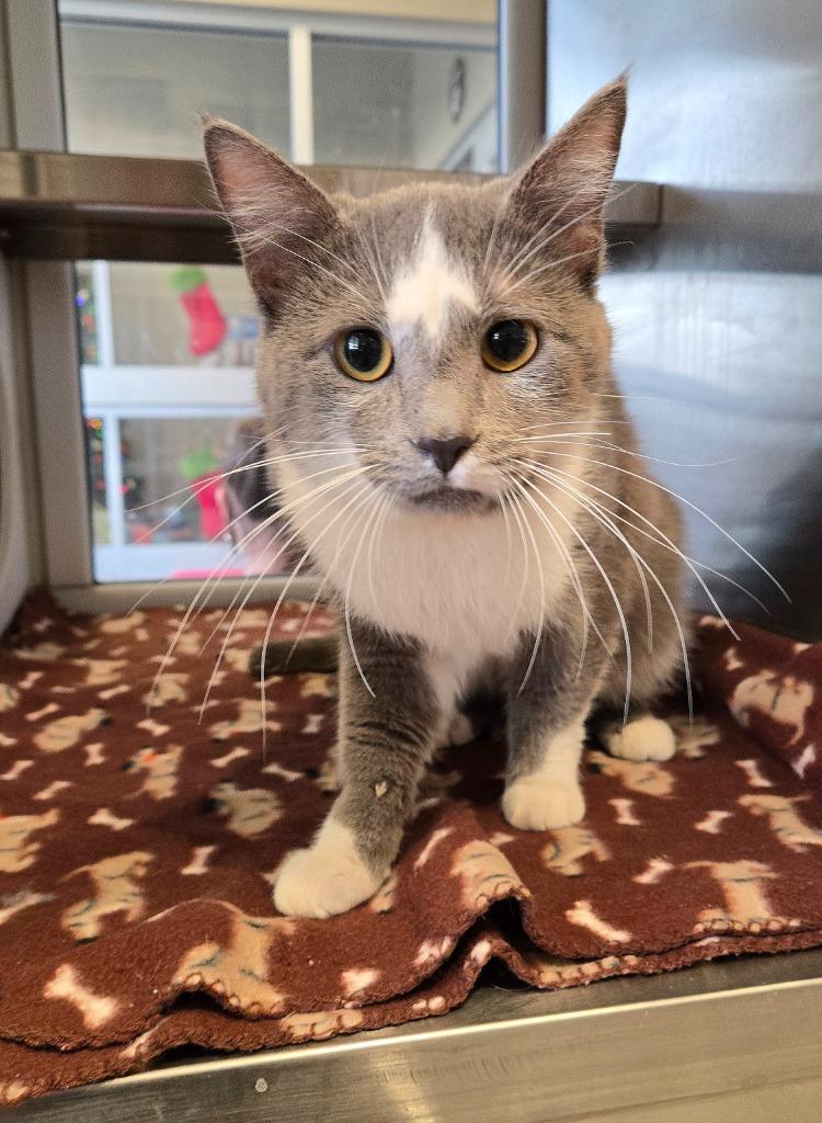 Enlarge Wallen, a Adoptable mixed breed in Sidney, OH image 1/1