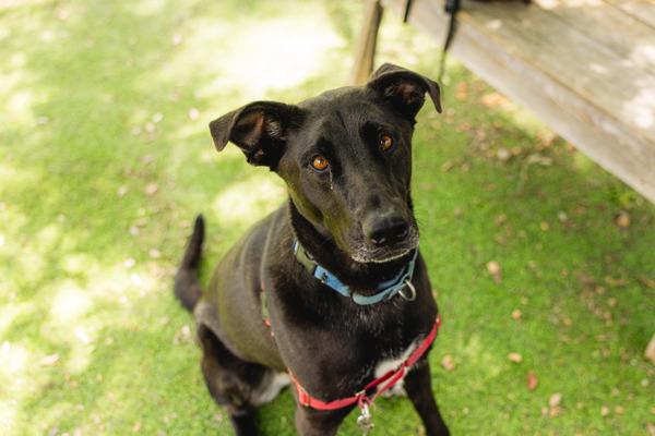 Onyx, Adoptable, Adult Female Labrador Retriever & Belgian Shepherd / Sheepdog.