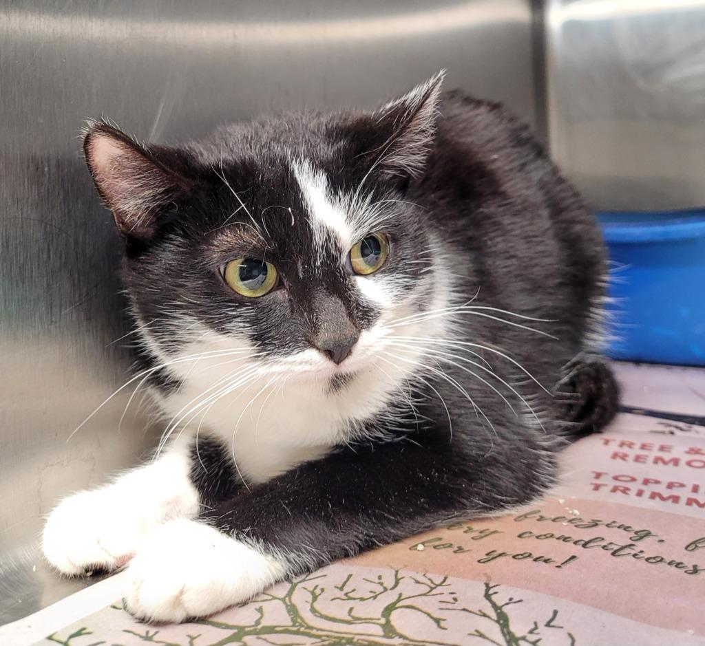 Turtle, Adoptable, Young Female Domestic Short Hair.