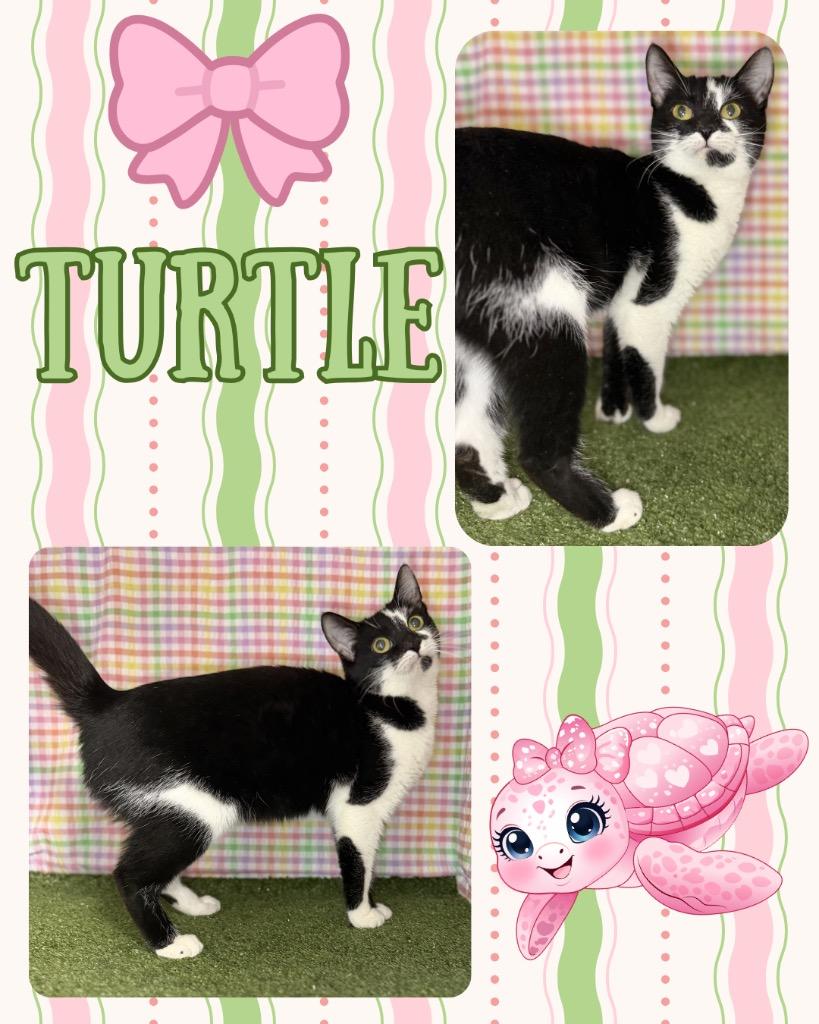 Enlarge Turtle, a Adoptable mixed breed in Hopkinsville, KY image 2/2