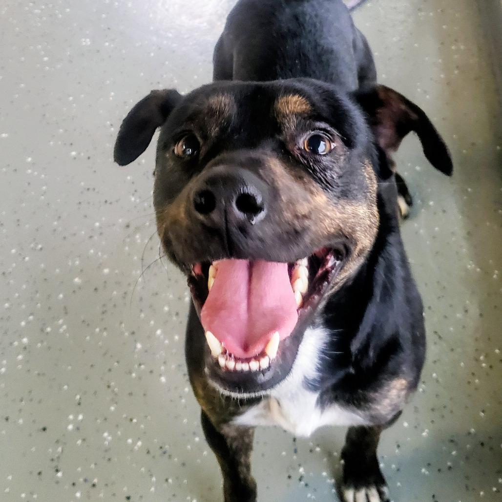 Sid, Adoptable, Young Male Mixed Breed.