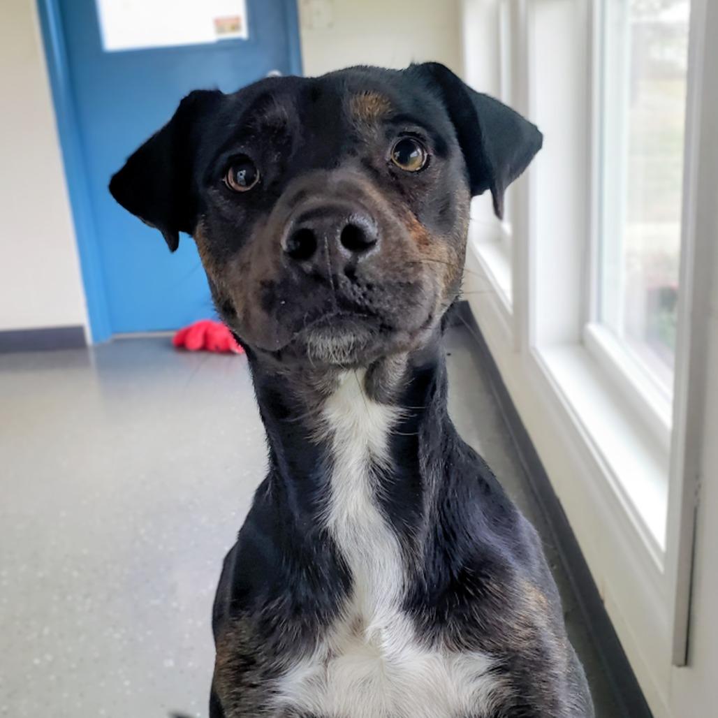 Enlarge Sid, a Adoptable Mixed Breed in Danville, KY image 2/5