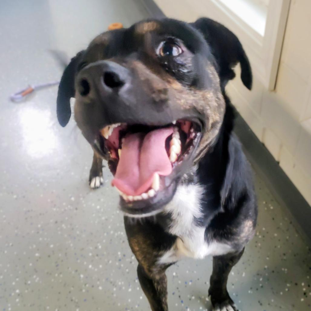 Enlarge Sid, a Adoptable Mixed Breed in Danville, KY image 5/5