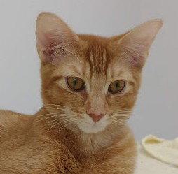 Enlarge Russell (+ Theo), a Adoptable Domestic Short Hair in Richmond Hill, ON image 1/3