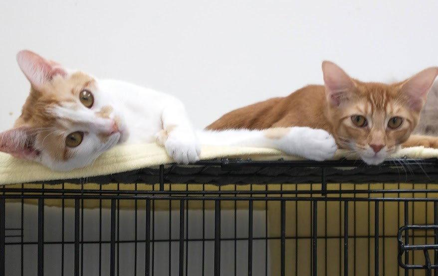 Enlarge Russell (+ Theo), a Adoptable Domestic Short Hair in Richmond Hill, ON image 2/3