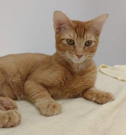 Enlarge Russell (+ Theo), a Adoptable Domestic Short Hair in Richmond Hill, ON image 3/3