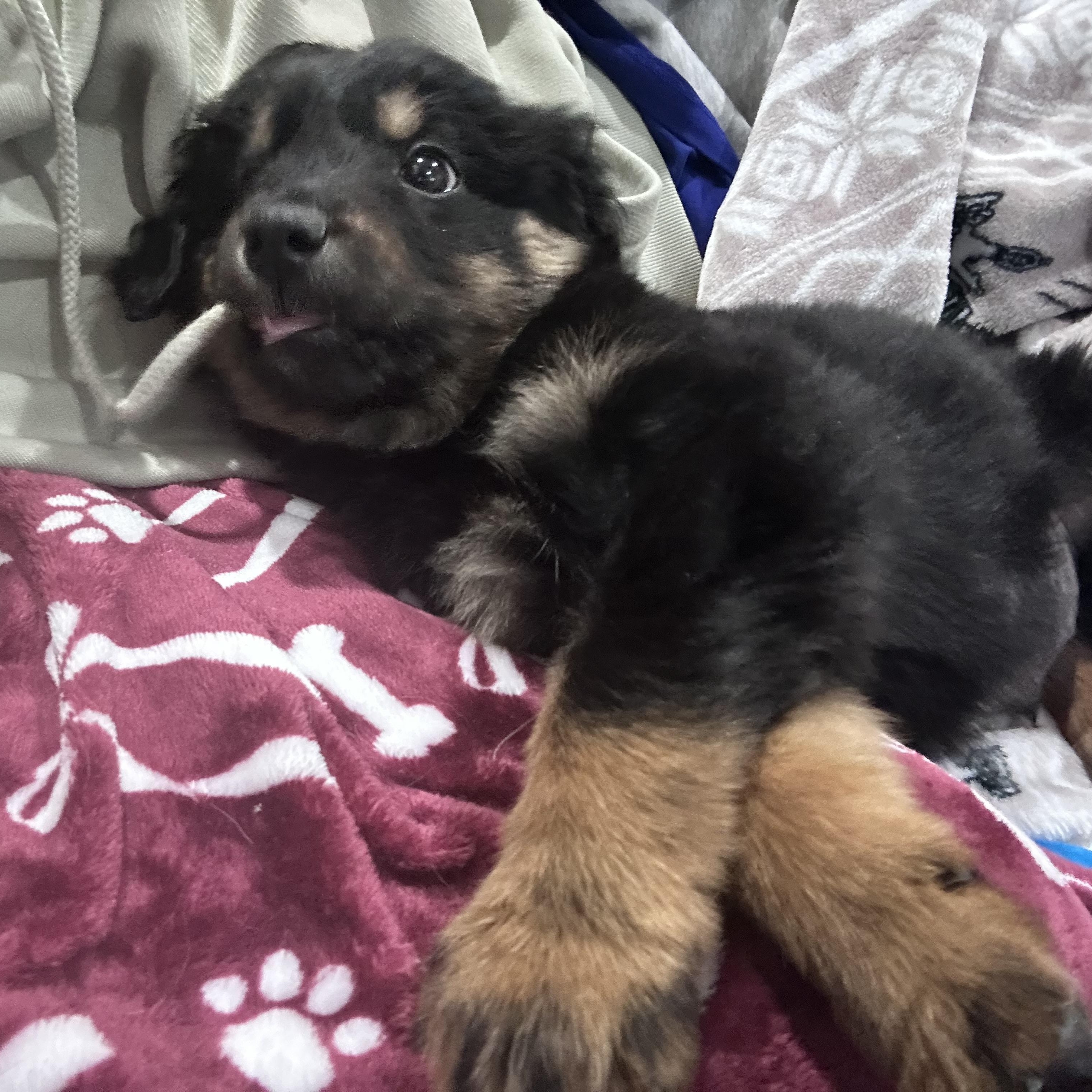 Grisham , an adopted Mixed Breed in Billerica, MA image 5/5