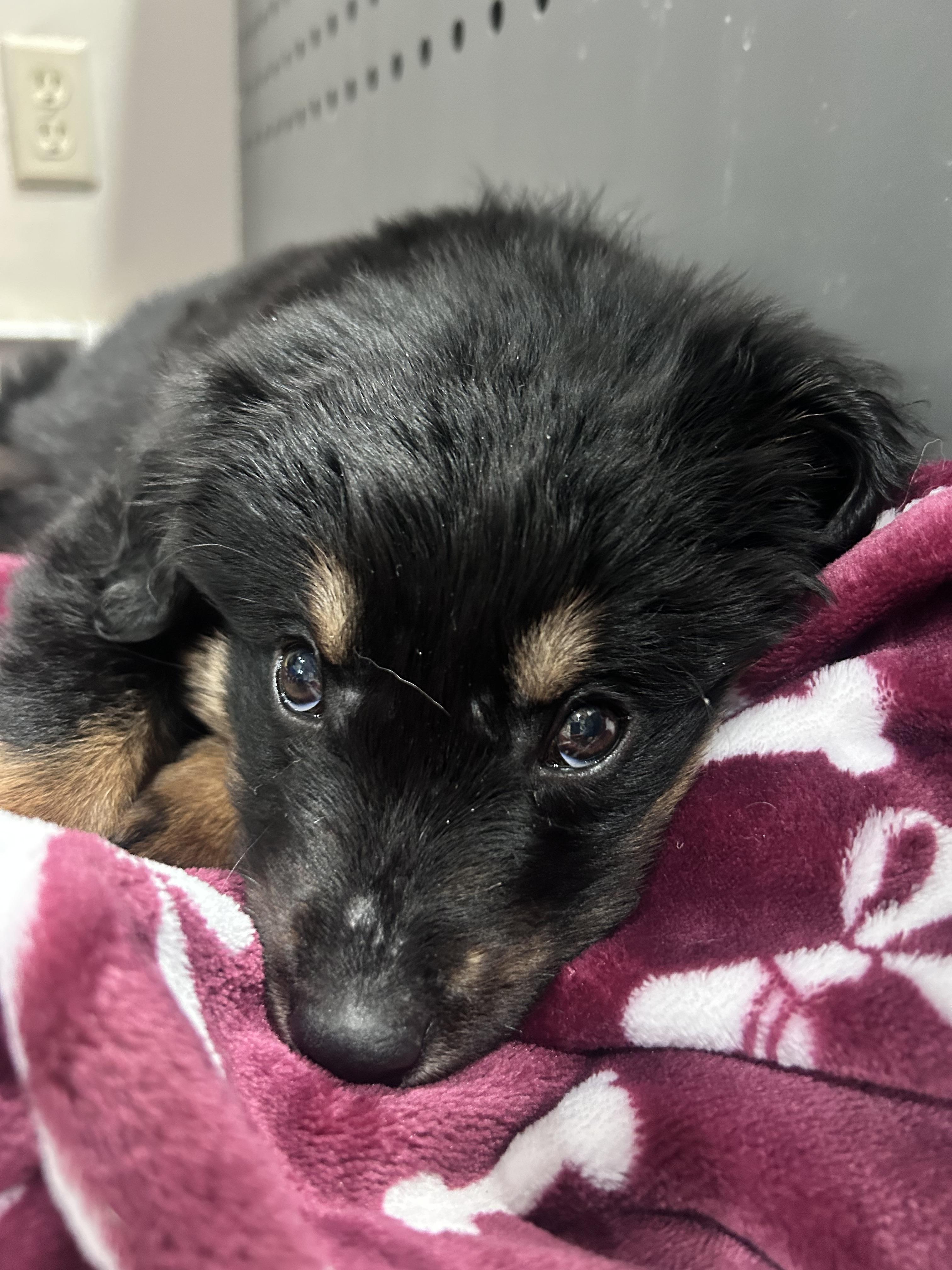 Grisham , an adopted Mixed Breed in Billerica, MA image 4/5