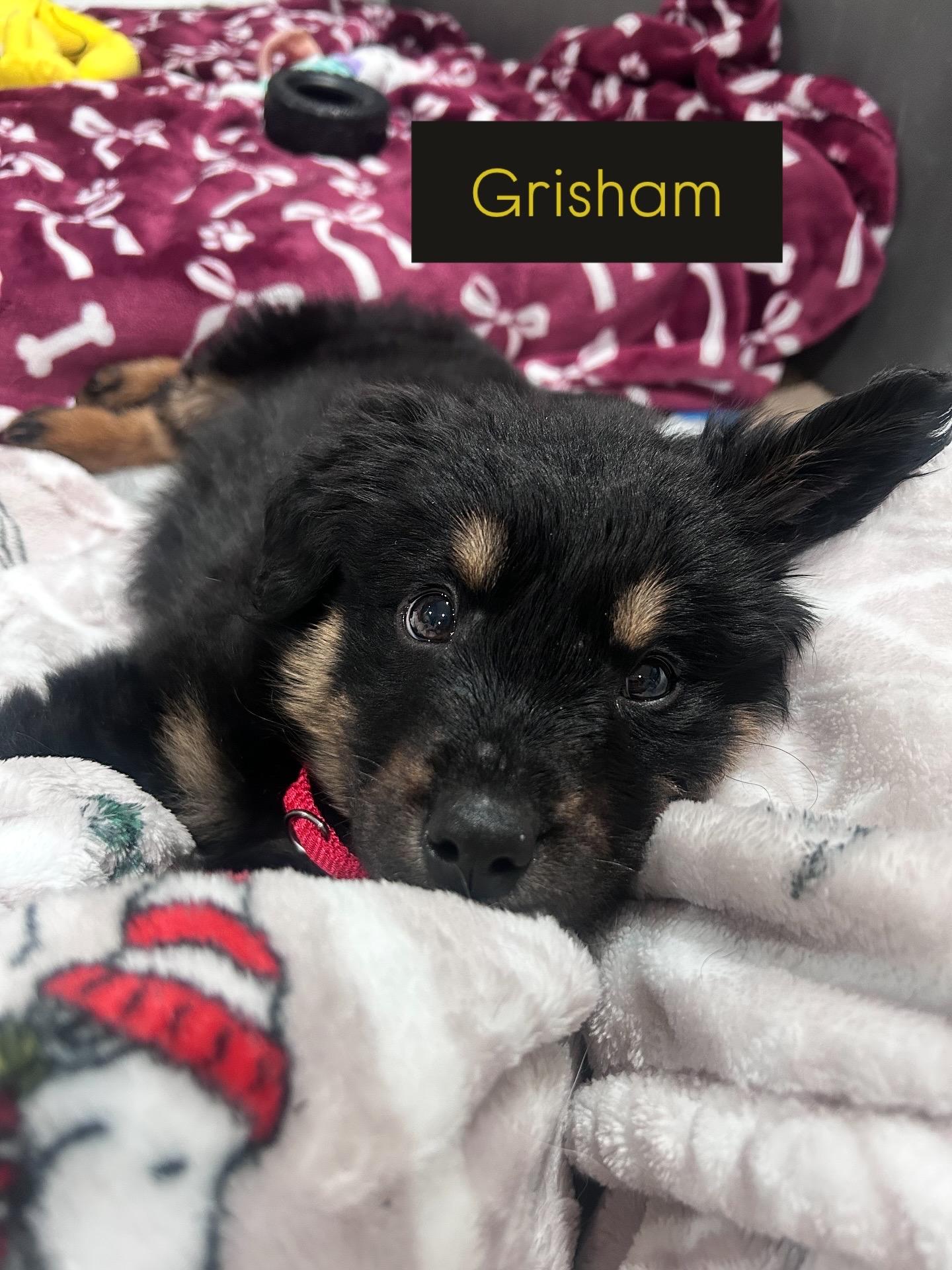Grisham , an adopted Mixed Breed in Billerica, MA image 2/5