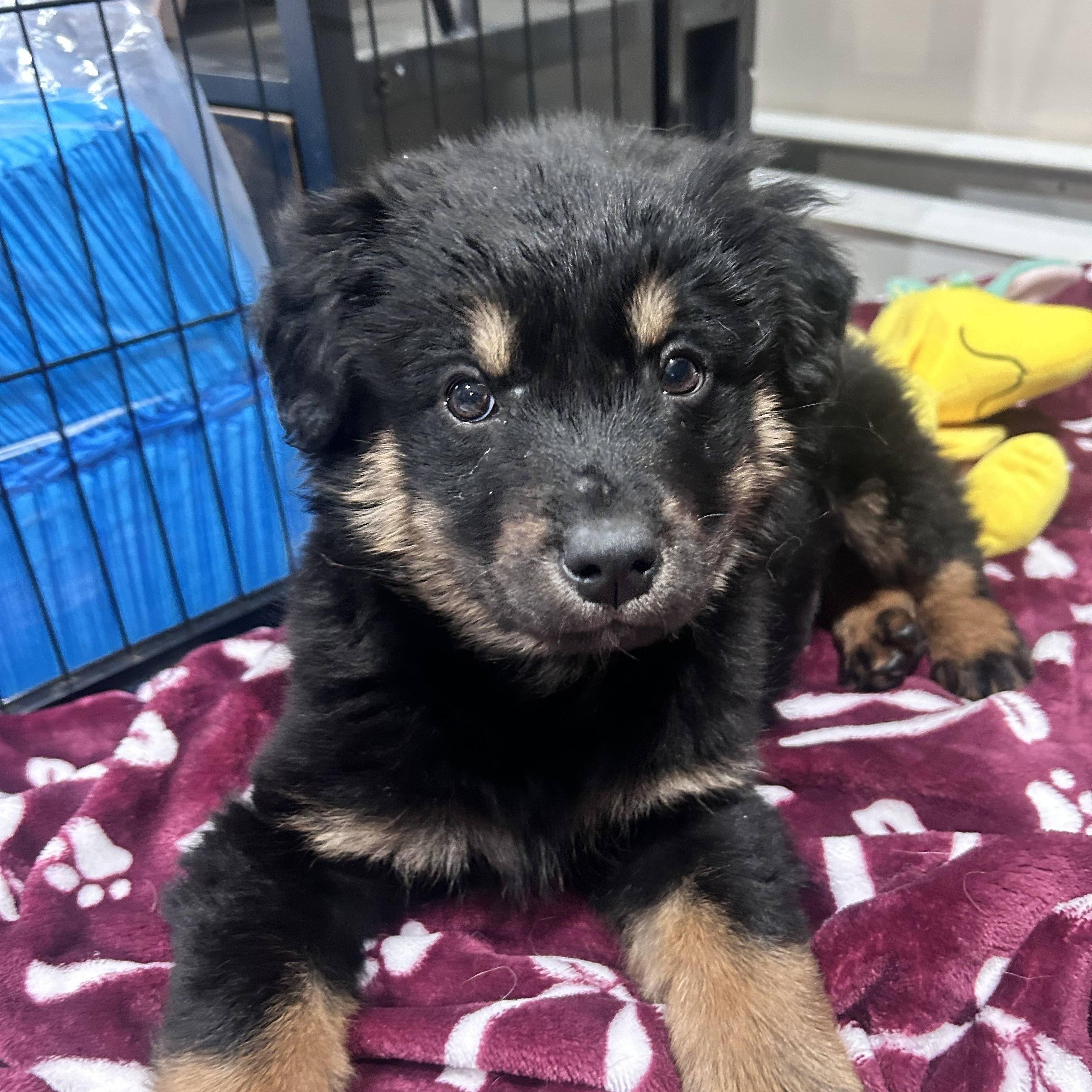 Grisham , an adopted Mixed Breed in Billerica, MA image 3/5