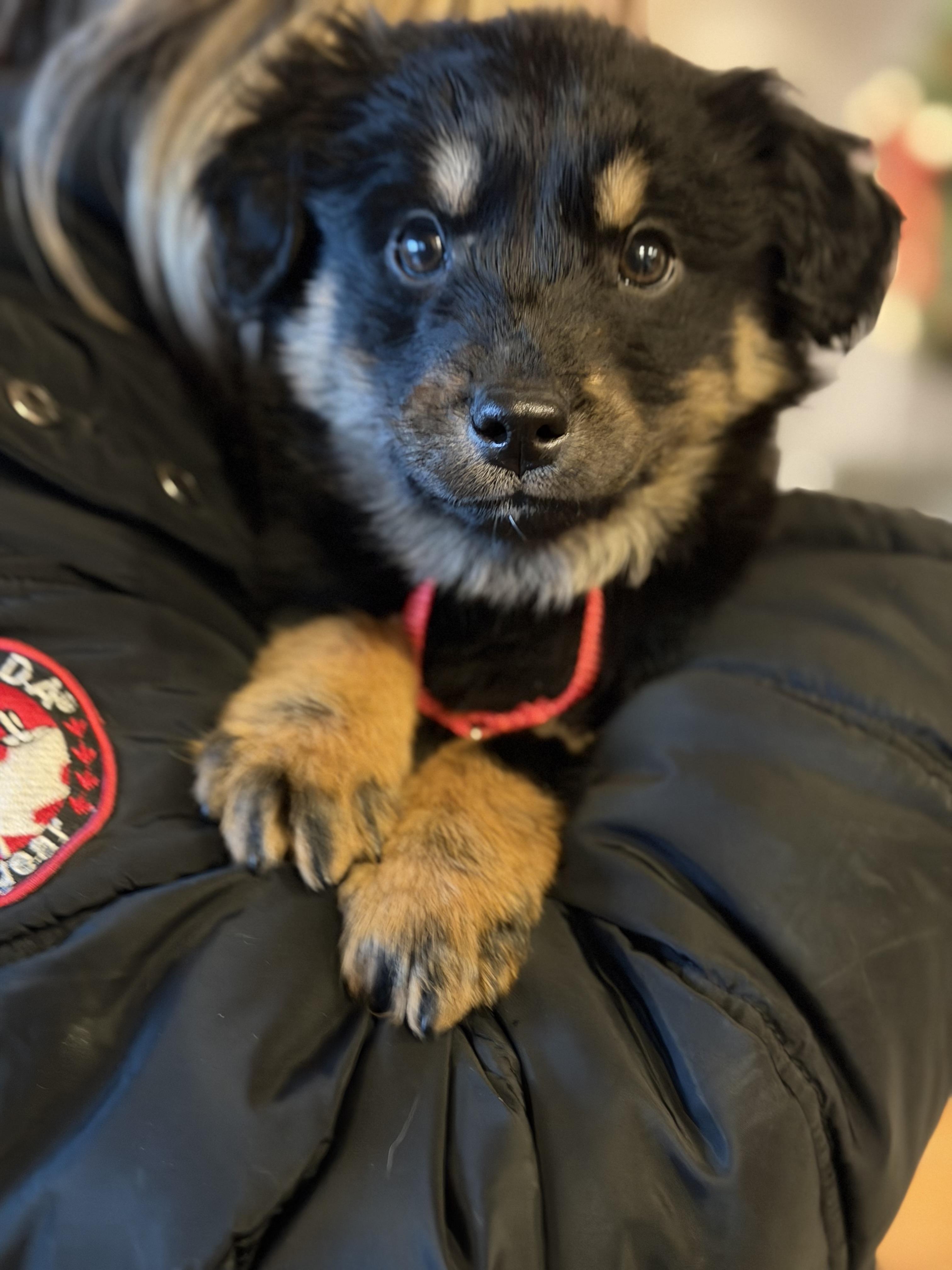 Grisham , an adopted Mixed Breed in Billerica, MA image 1/5