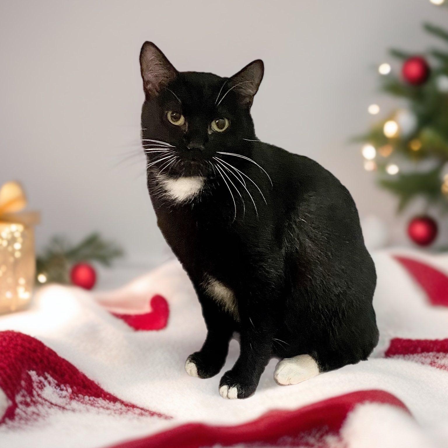 MARS, Adoptable, Adult Female Domestic Medium Hair.