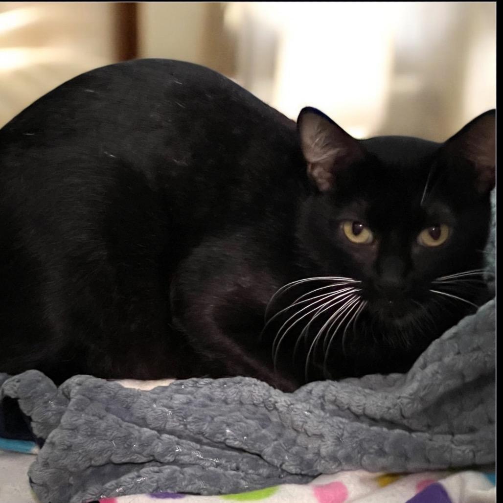 Enlarge MARS, a Adoptable Domestic Medium Hair in Graham, WA image 2/3