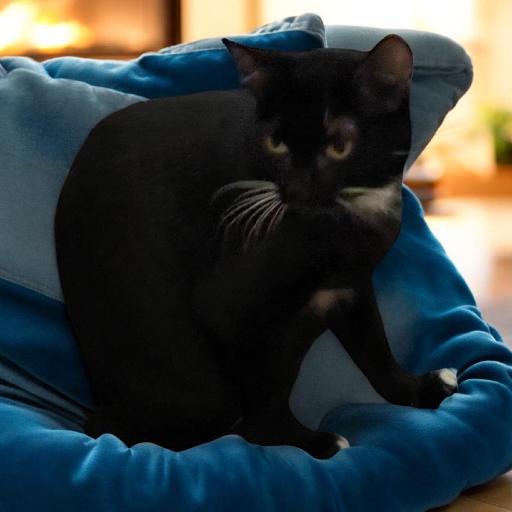 Enlarge MARS, a Adoptable Domestic Medium Hair in Graham, WA image 3/3