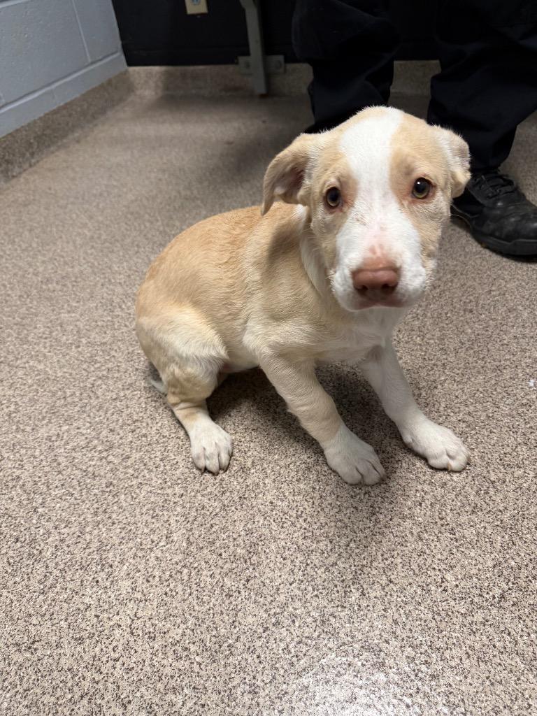Enlarge Nutmeg, a Adoptable Retriever in Troy, OH image 1/1