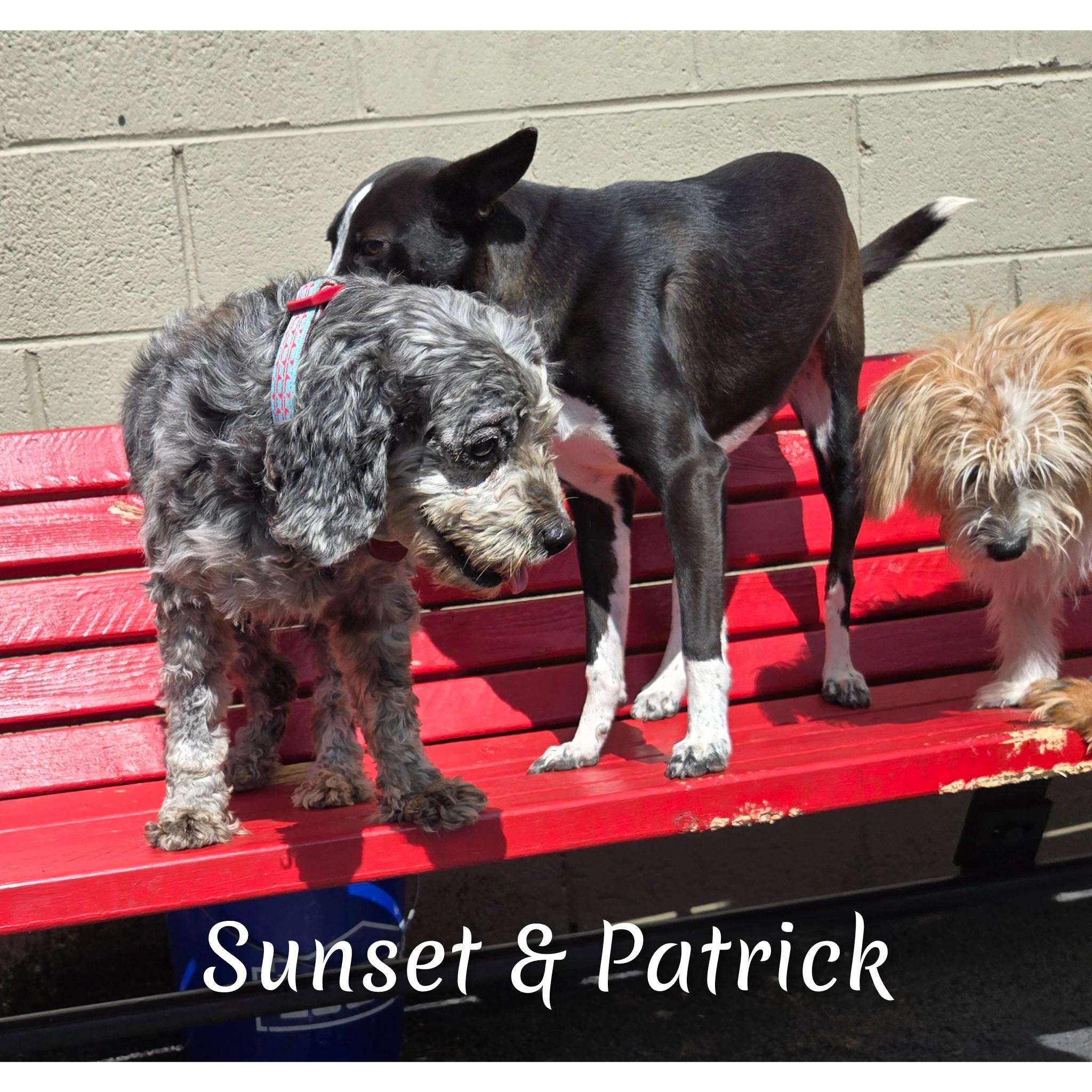 Sunset, an adoptable Cockapoo in Fredericksburg, VA, 22408 | Photo Image 2
