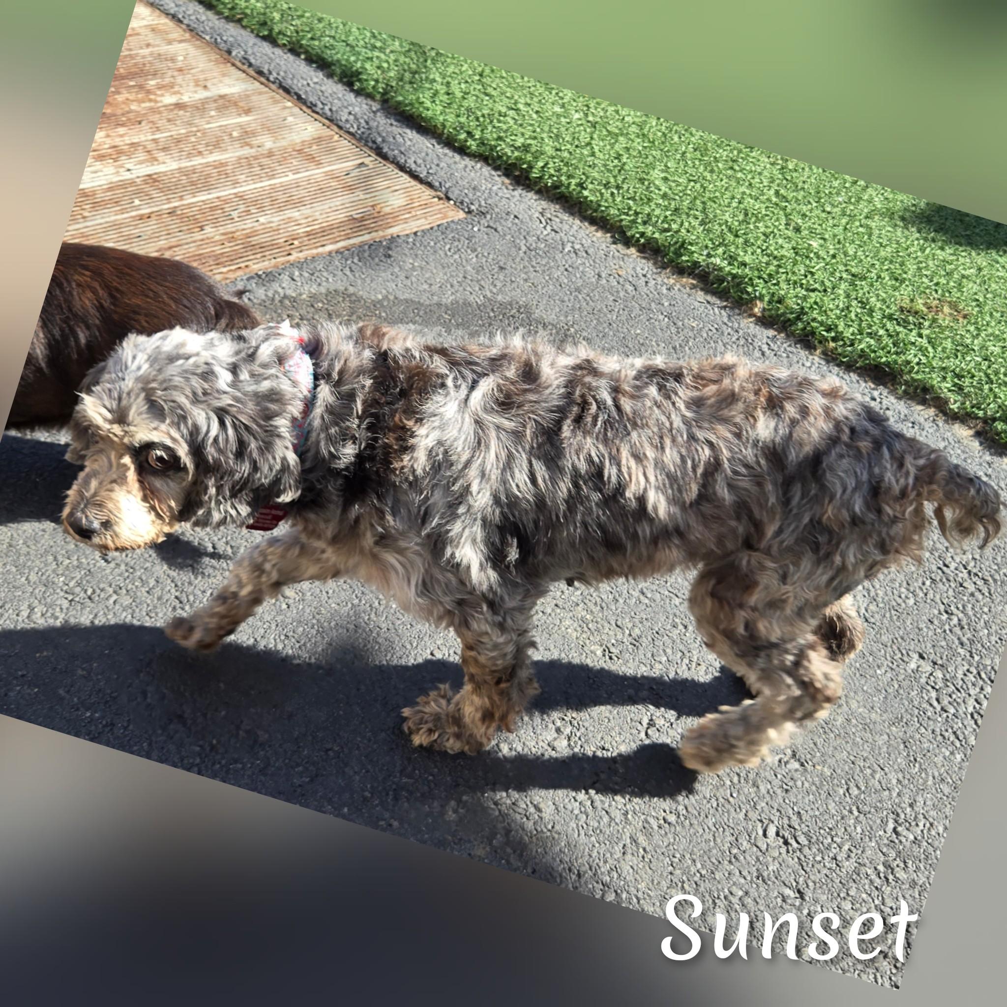 Sunset, an adoptable Cockapoo in Fredericksburg, VA, 22408 | Photo Image 3