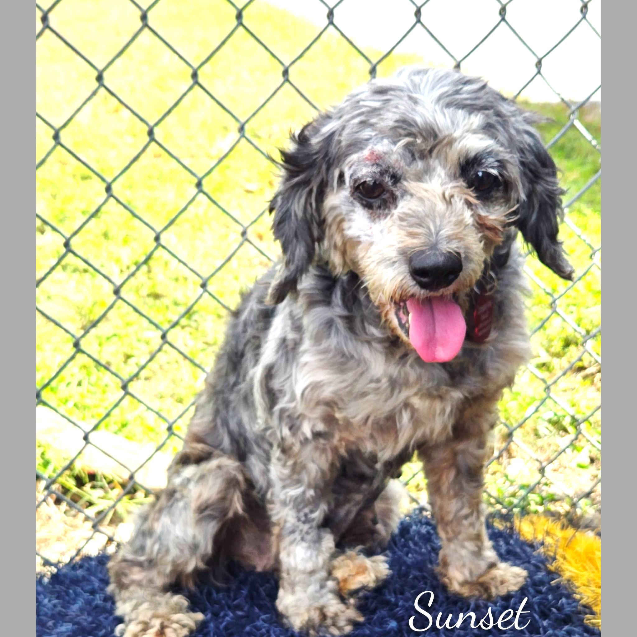 Sunset, an adoptable Cockapoo in Fredericksburg, VA, 22408 | Photo Image 1