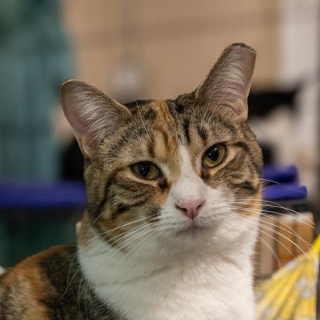 Enlarge Josie, a Adoptable Domestic Short Hair in Lapeer, MI image 2/4