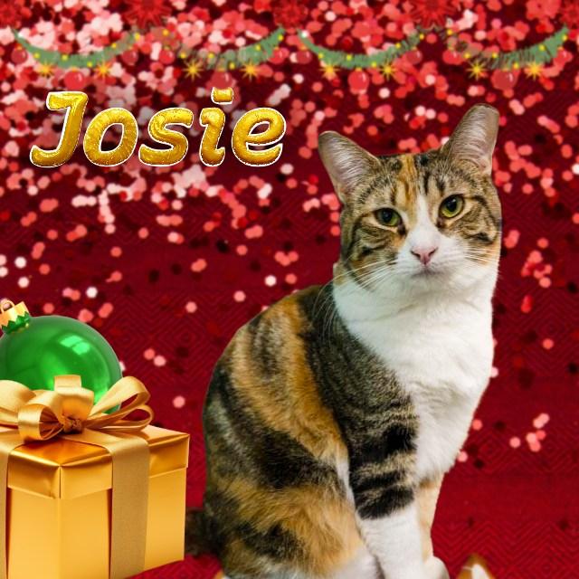 Josie, Adoptable, Young Female Domestic Short Hair.