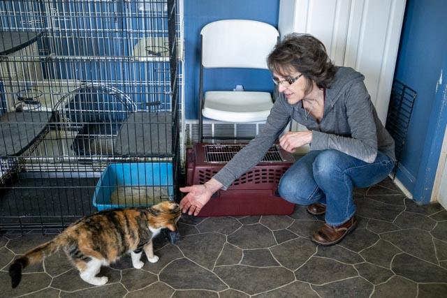 Enlarge Josie, a Adoptable Domestic Short Hair in Lapeer, MI image 3/4