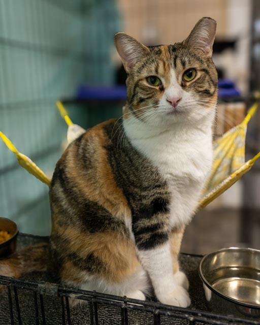 Enlarge Josie, a Adoptable Domestic Short Hair in Lapeer, MI image 4/4