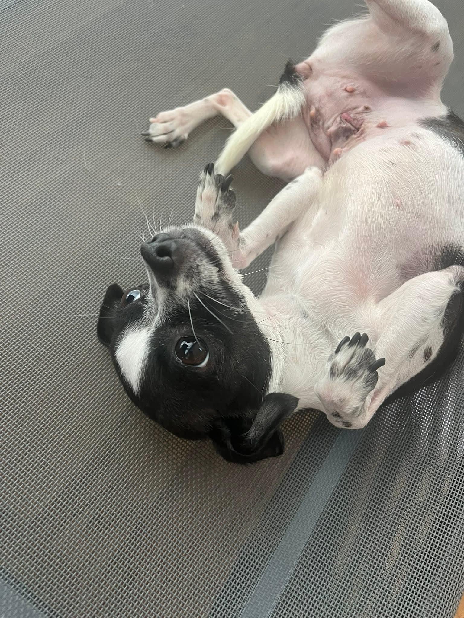 Enlarge 25Twist, a ADOPTABLE mixed breed in Shingle Springs, CA image 2/2