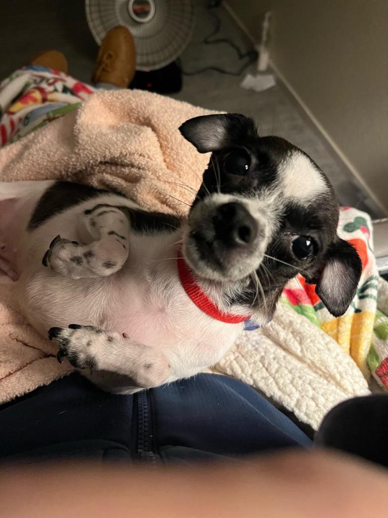 Enlarge 25Twist, a ADOPTABLE mixed breed in Shingle Springs, CA image 1/2