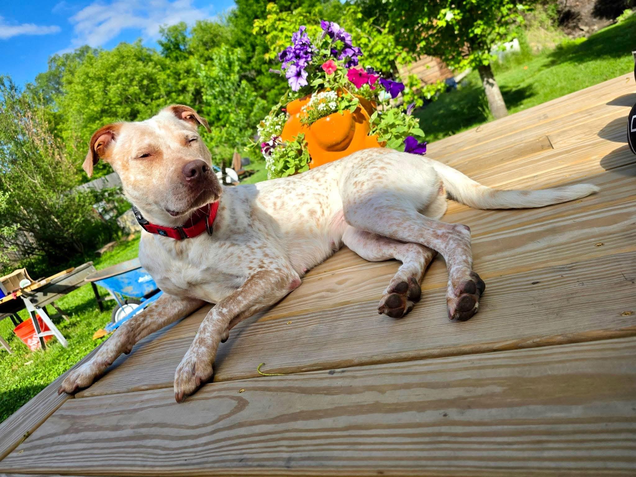 Enlarge Sarabi, an adopted mixed breed in Cohoes, NY image 2/6