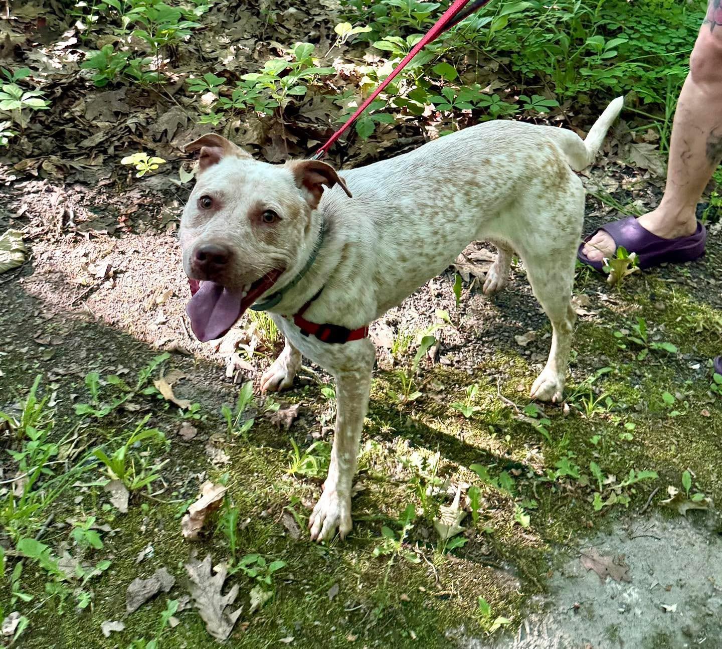 Enlarge Sarabi, an adopted mixed breed in Cohoes, NY image 4/6