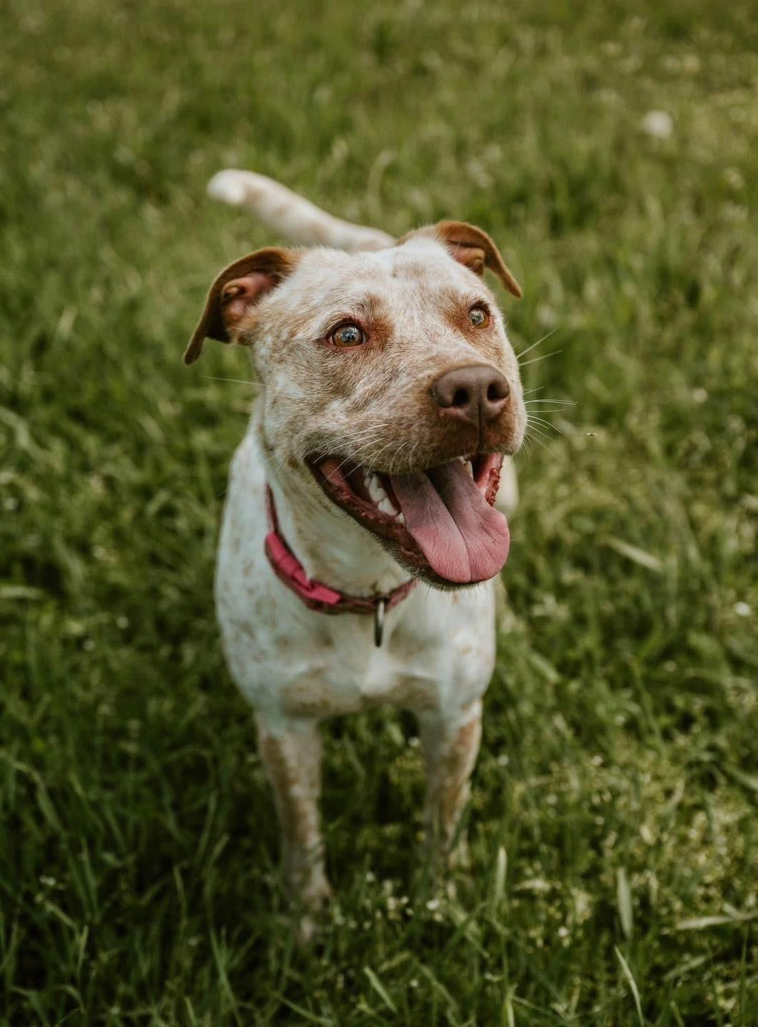 Enlarge Sarabi, an adopted mixed breed in Cohoes, NY image 1/6