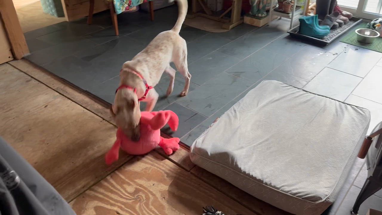 Enlarge Sarabi, an adopted mixed breed in Cohoes, NY video 3/6