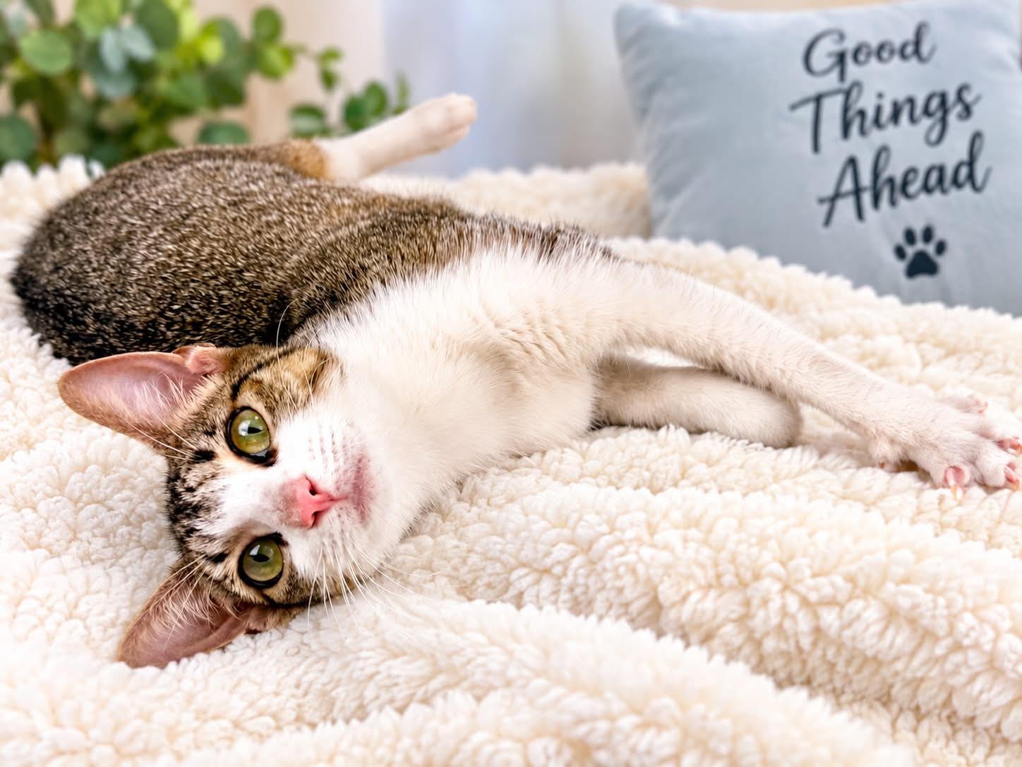 Mitzy - Sweet and affectionate, a Adoptable Domestic Short Hair in Muskego, WI image 4/5