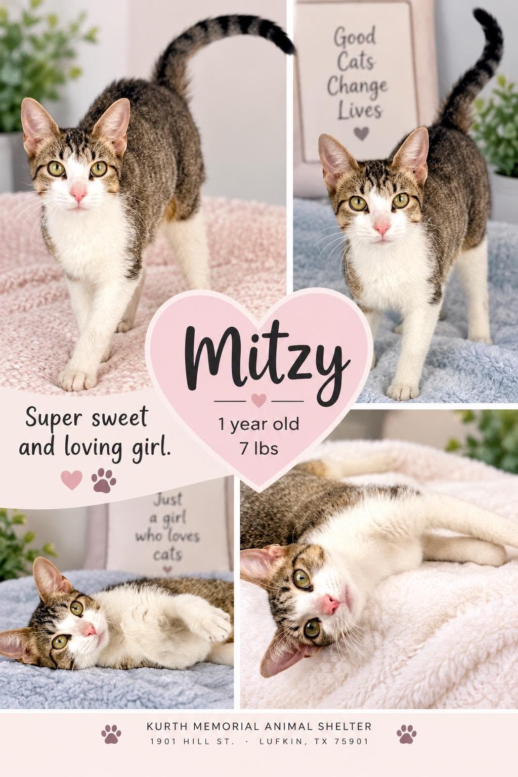 Mitzy - Sweet and affectionate, a Adoptable Domestic Short Hair in Muskego, WI image 2/5