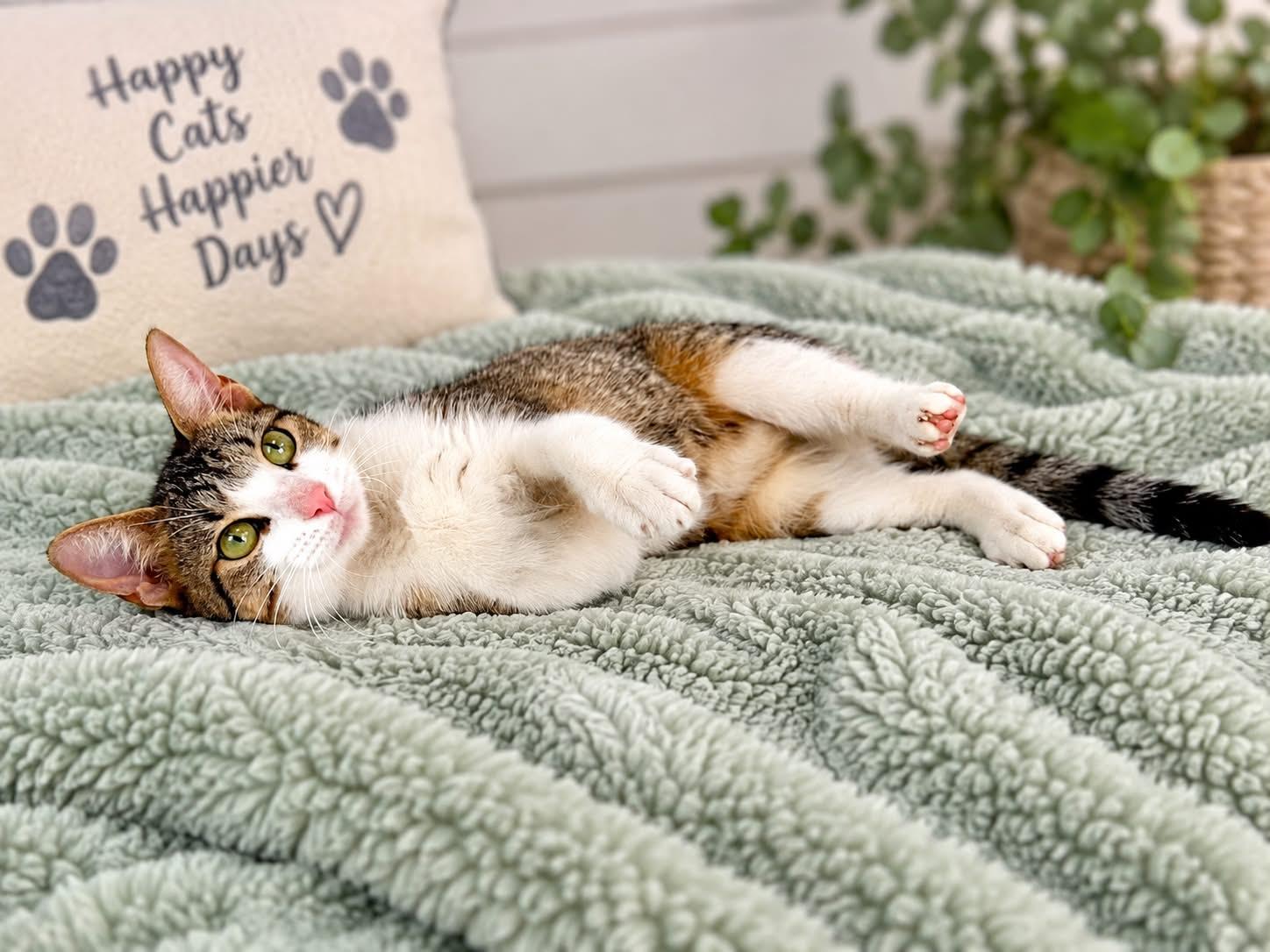 Mitzy - Sweet and affectionate, a Adoptable Domestic Short Hair in Muskego, WI image 3/5