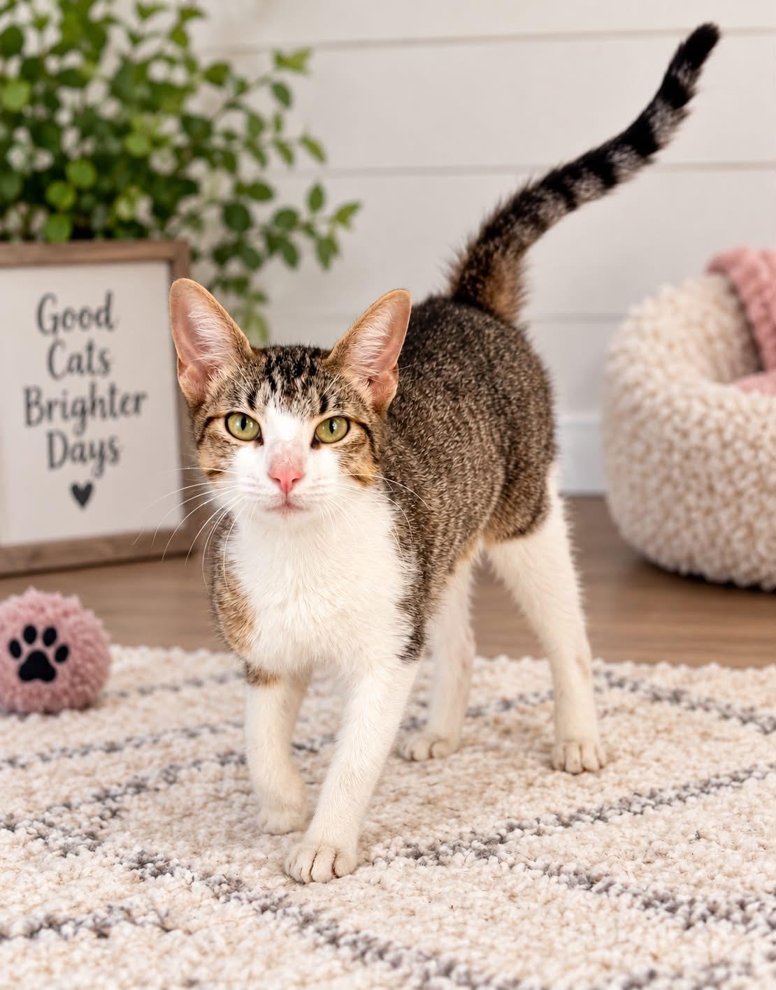 Mitzy - Sweet and affectionate, a Adoptable Domestic Short Hair in Muskego, WI image 1/5