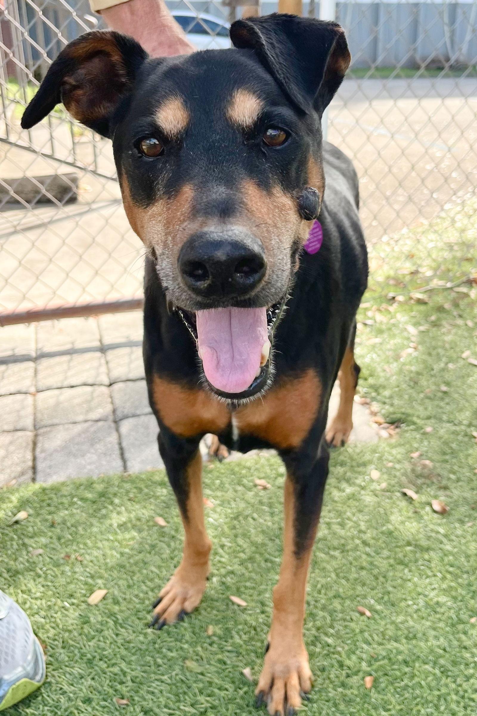 Maisey 3434, Adoptable, Senior Female Doberman Pinscher.
