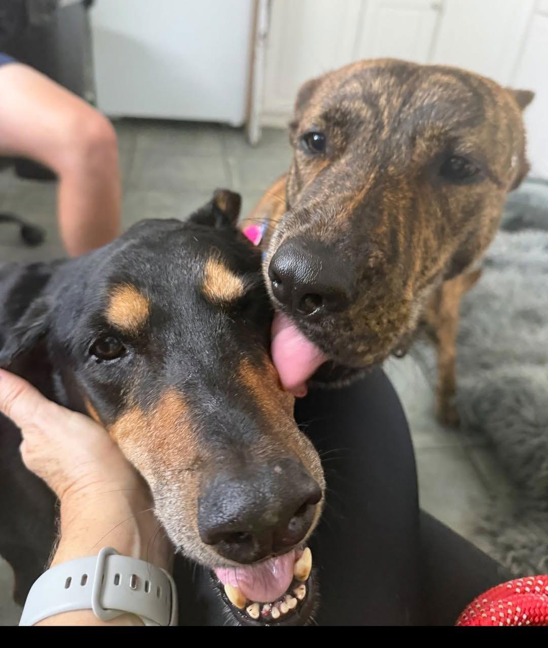 Maisey 3434, a Adoptable Doberman Pinscher in Oakland Park, FL image 3/3