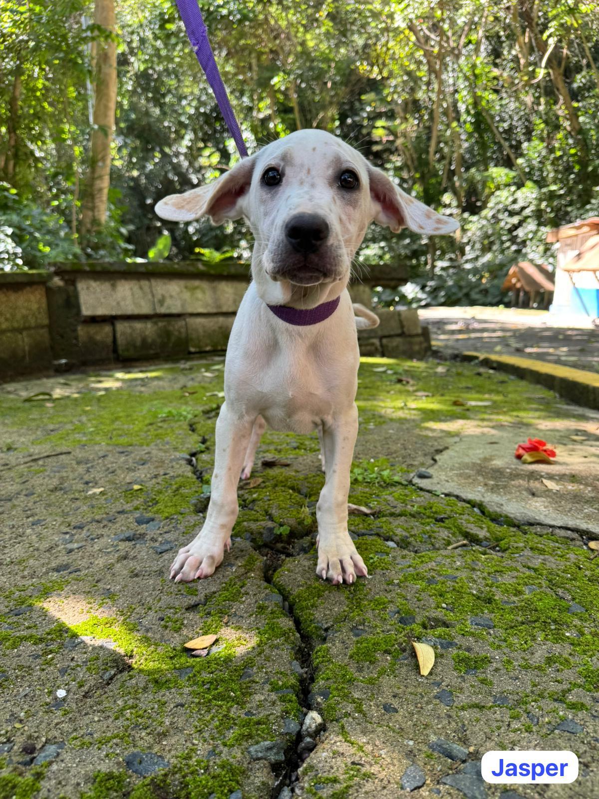 Jasper, ADOPTABLE, Puppy Male English Pointer & Hound.
