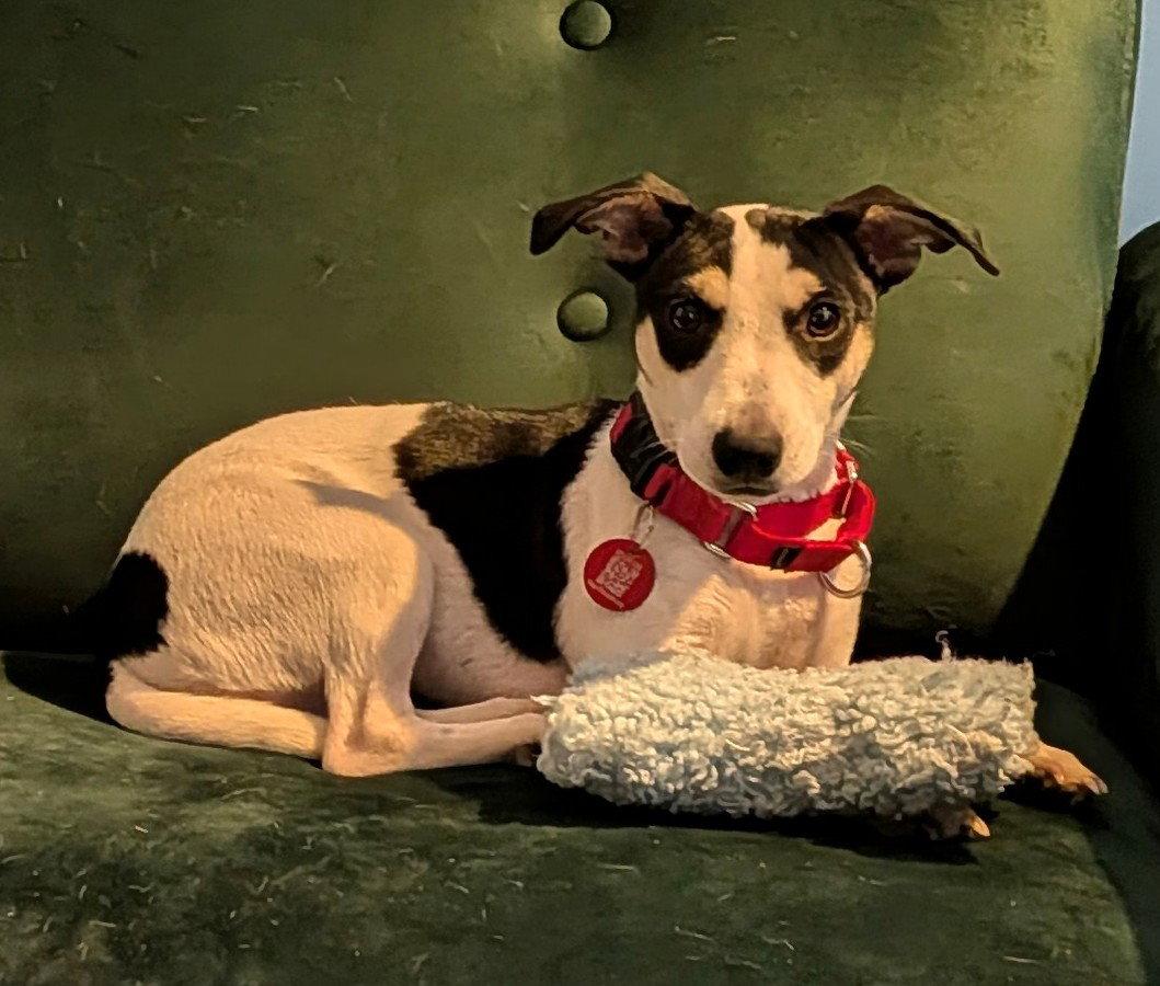 Pippi Peapod *LOCAL*, Adoptable, Young Female Dachshund.