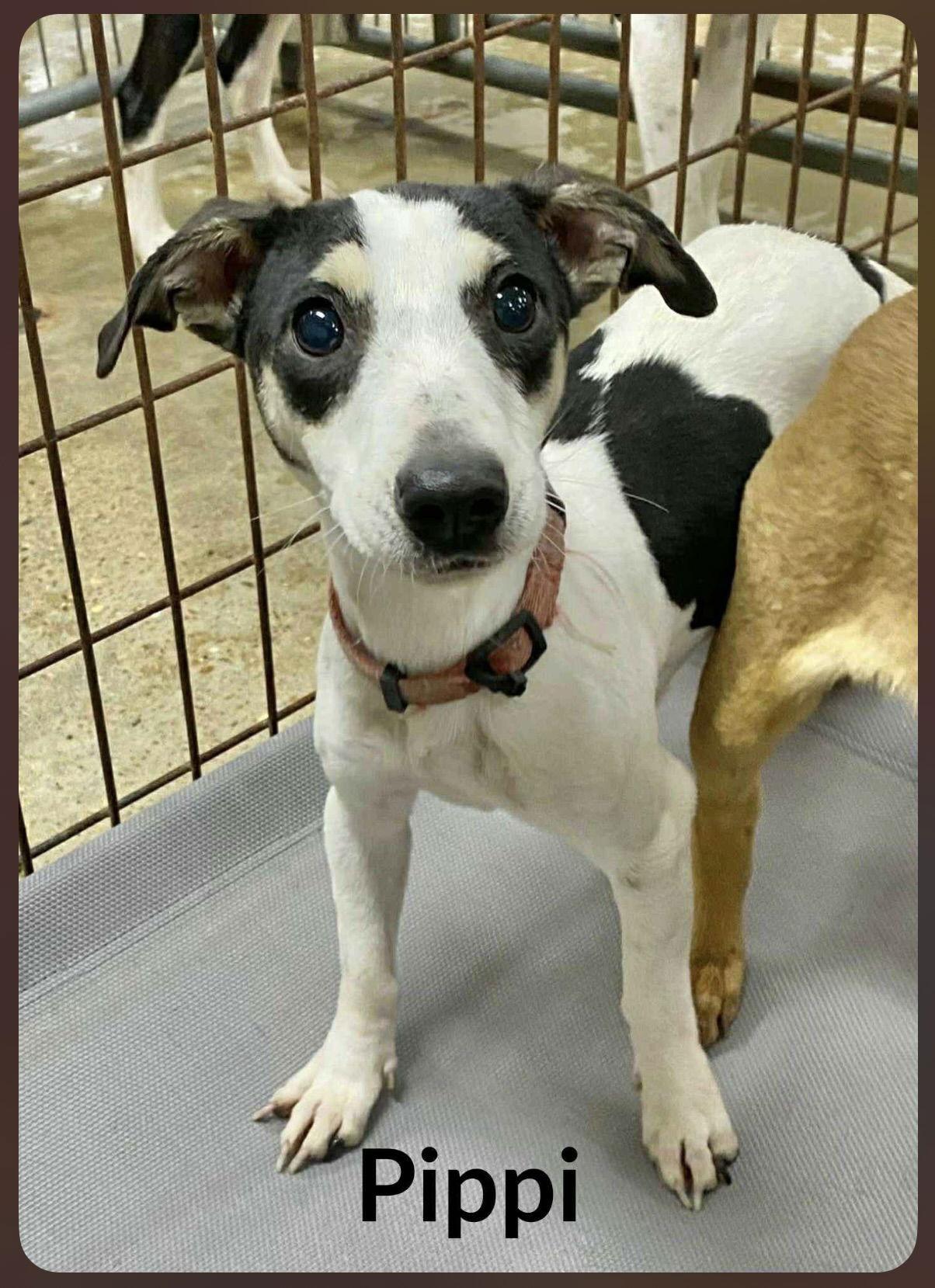 Enlarge Pippi Peapod *LOCAL*, a Adoptable Dachshund in Wakefield, RI image 2/3