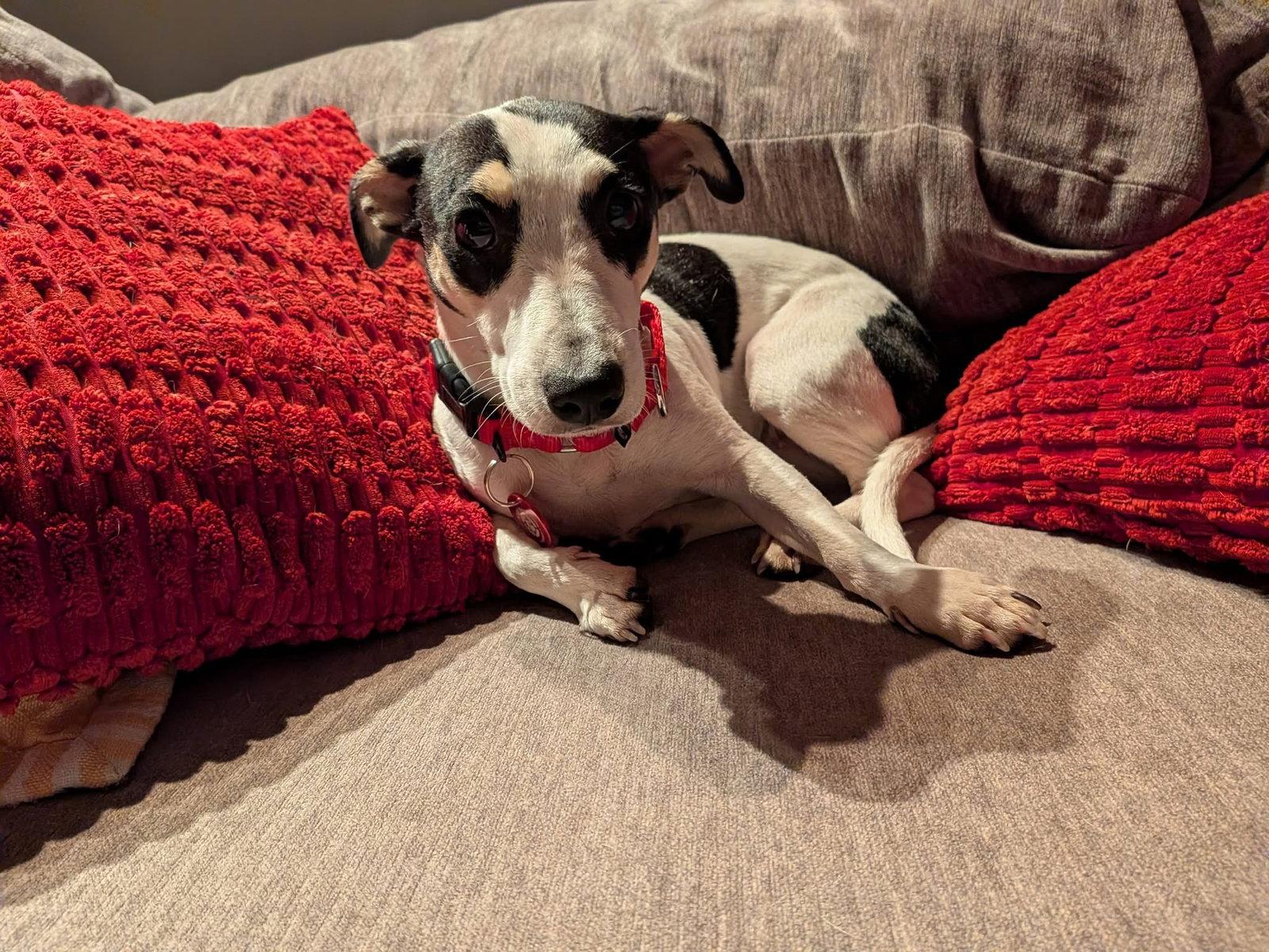 Enlarge Pippi Peapod *LOCAL*, a Adoptable Dachshund in Wakefield, RI image 3/3