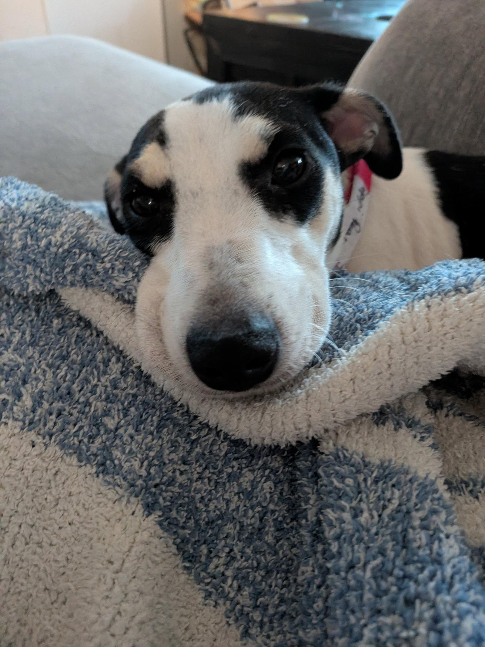 Enlarge Pippi Peapod *LOCAL*, a Adoptable Dachshund in Wakefield, RI image 3/3